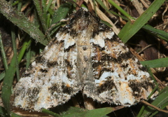 Lophosigna catasticta