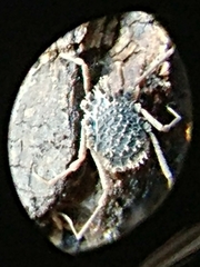 Ortholasmatinae