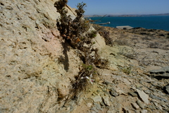 Pelargonium ceratophyllum image