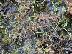 Myriophyllum triphyllum