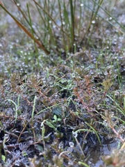 Myriophyllum triphyllum