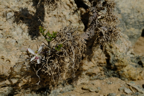 Pelargonium ceratophyllum image