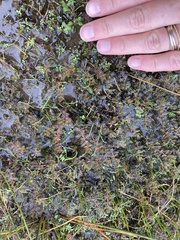 Myriophyllum triphyllum