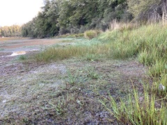 Myriophyllum triphyllum