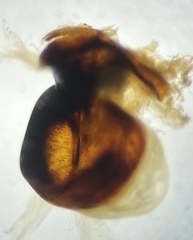 Pterostichus isabellae