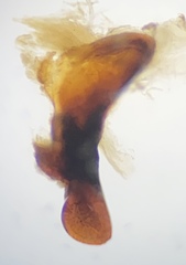 Pterostichus isabellae