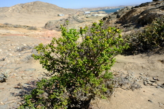 Pteronia spinulosa