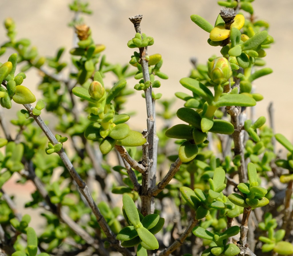 Pteronia spinulosa