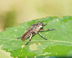 Thereutria amaraca