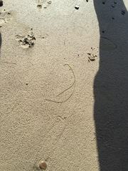 Zostera