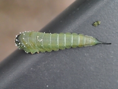 Lophyrotoma interrupta