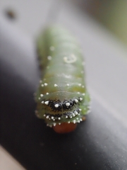 Lophyrotoma interrupta