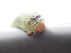 Lophyrotoma interrupta