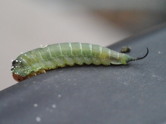 Lophyrotoma interrupta