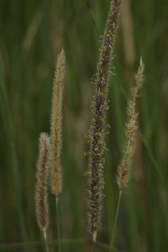 foxtails and bristlegrasses from Maryborough, AU-QL, AU on March 18 ...