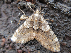 Esakiopteryx volitans