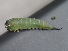 Lophyrotoma interrupta