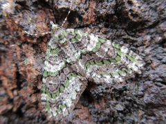 Esakiopteryx volitans