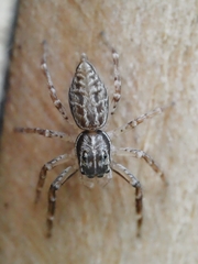 Astiini