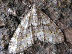 Esakiopteryx volitans