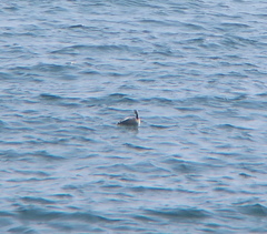 Podiceps cristatus