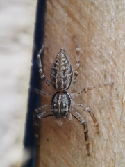 Astiini