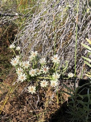Euchaetis longibracteata