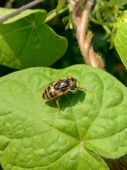 Eristalinus tarsalis