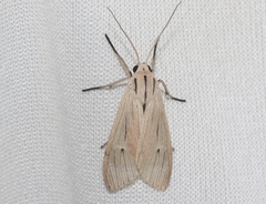 Agaraea semivitrea