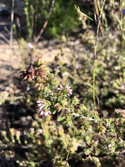 Erica albertyniae