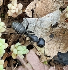 Camponotus feae