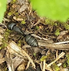 Camponotus feae