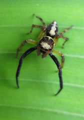 Euryattus