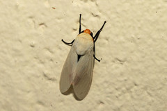 Selenarctia elissoides