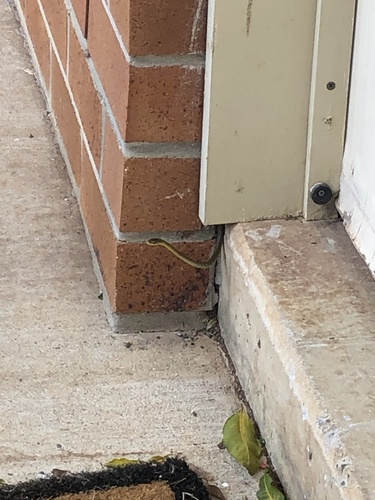 Common Tree Snake sighting