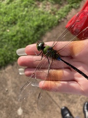 Anax gibbosulus