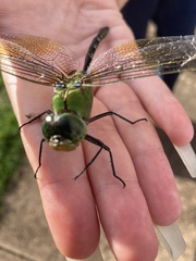 Anax gibbosulus