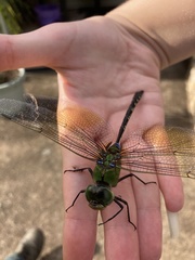 Anax gibbosulus