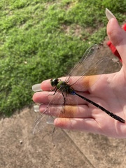 Anax gibbosulus