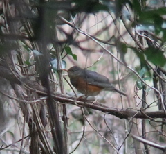Turdus hortulorum