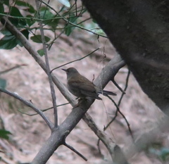 Turdus pallidus