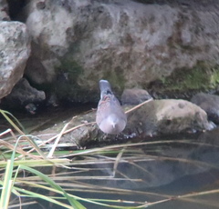 Streptopelia orientalis