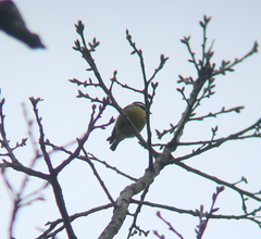 Periparus venustulus