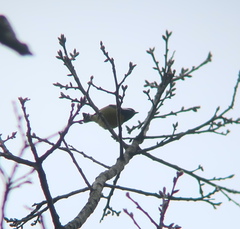 Periparus venustulus