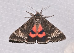 Catocala grotiana