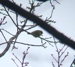 Periparus venustulus