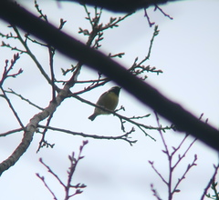 Periparus venustulus