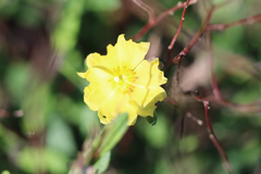 Crocanthemum corymbosum