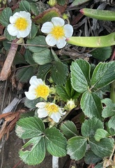 Fragaria chiloensis pacifica