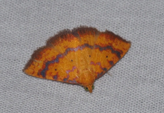 Raparna crocophara